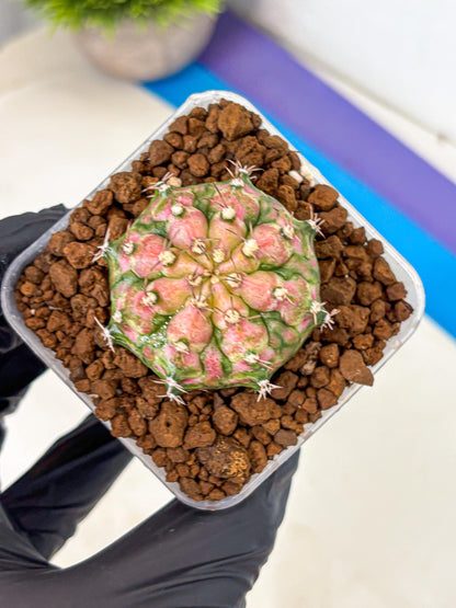 Gymnocalycium T-Rex (gy10) (pp) | Variegated Cactus