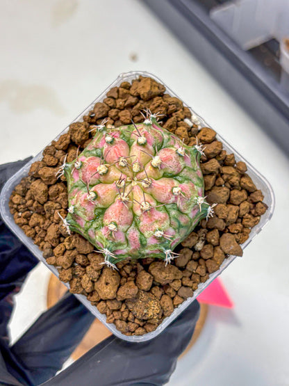 Gymnocalycium T-Rex (gy10) (pp) | Variegated Cactus