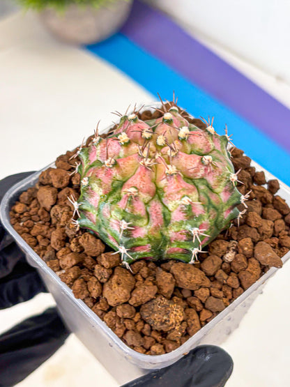 Gymnocalycium T-Rex (gy10) (pp) | Variegated Cactus