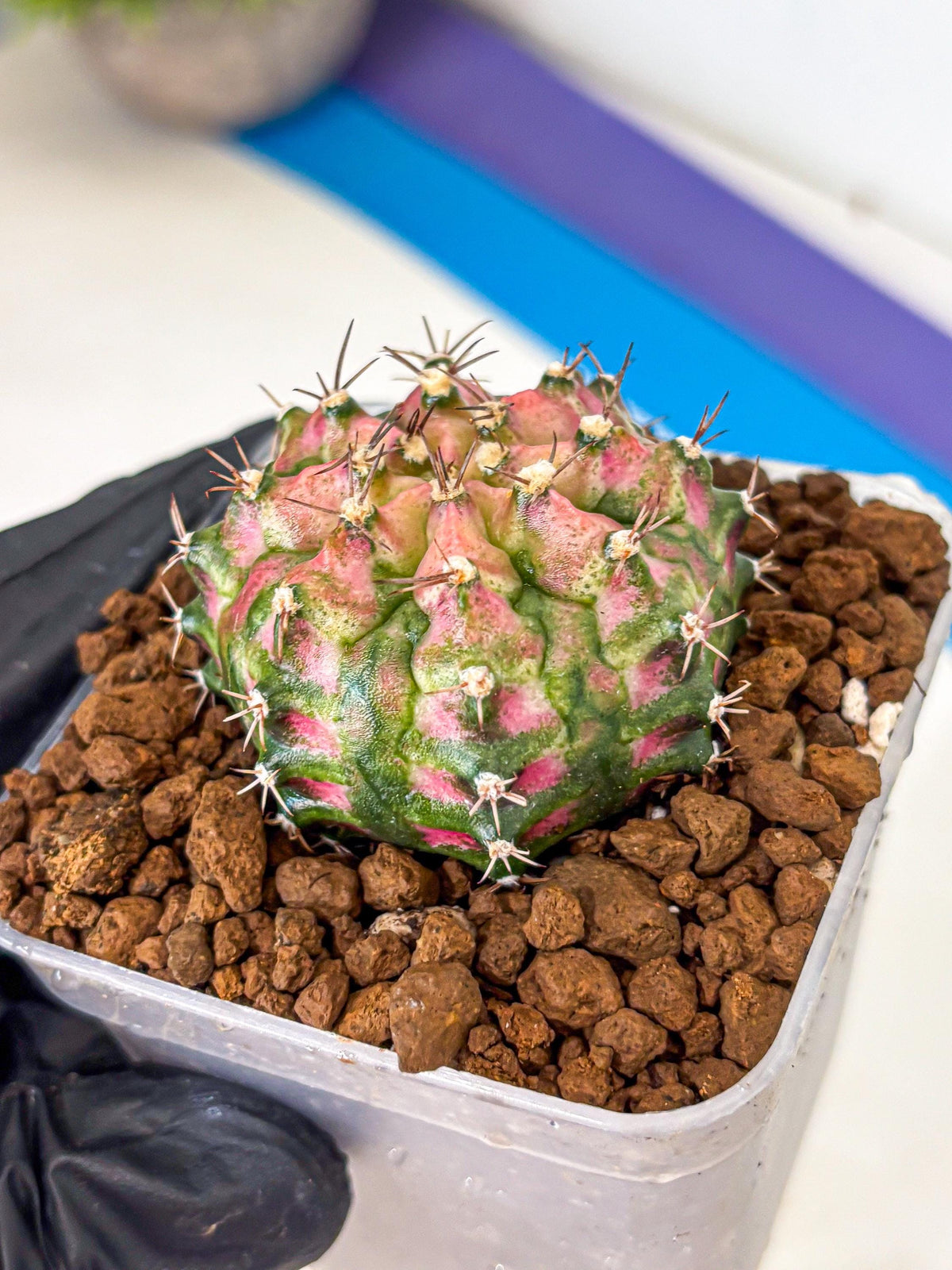 Gymnocalycium T-Rex (gy10) (pp) | Variegated Cactus