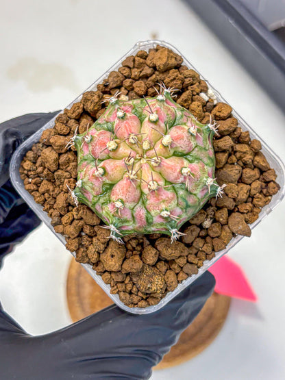 Gymnocalycium T-Rex (gy10) (pp) | Variegated Cactus