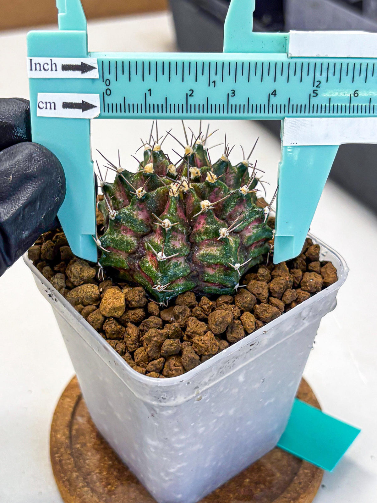 Gymnocalycium T-Rex (gy10) (gg) | Variegated Cactus
