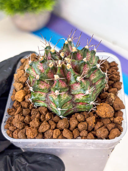 Gymnocalycium T-Rex (gy10) (gg) | Variegated Cactus