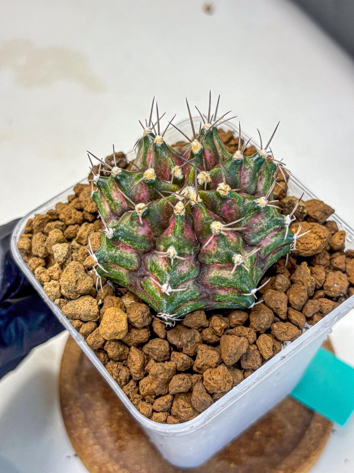 Gymnocalycium T-Rex (gy10) (gg) | Variegated Cactus