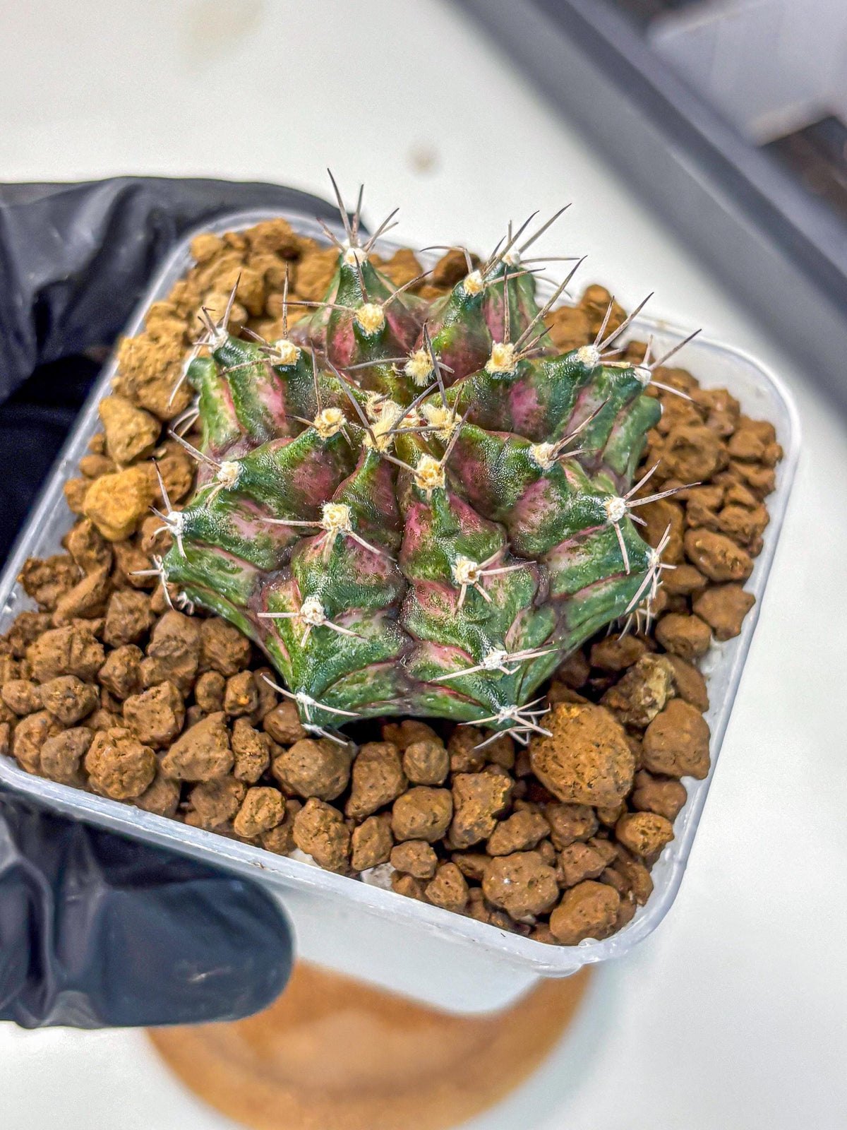 Gymnocalycium T-Rex (gy10) (gg) | Variegated Cactus