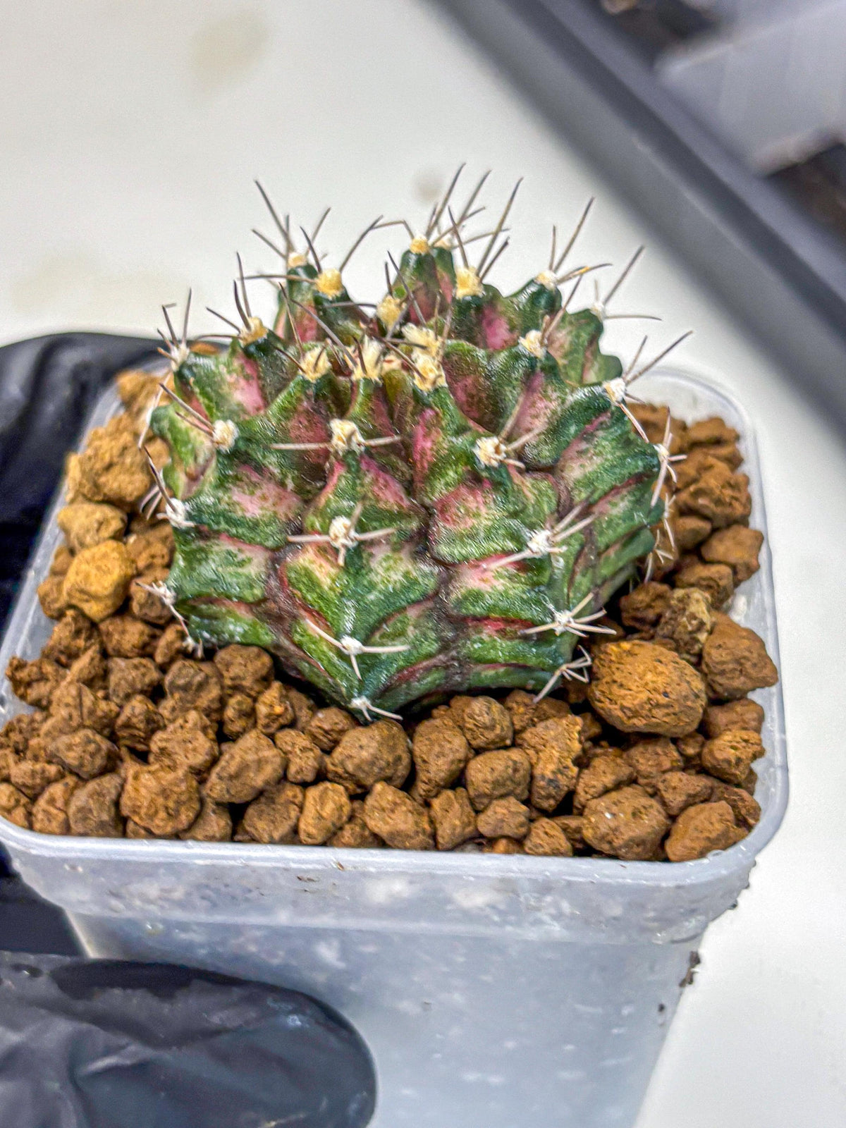 Gymnocalycium T-Rex (gy10) (gg) | Variegated Cactus