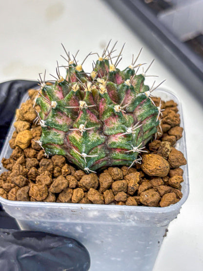 Gymnocalycium T-Rex (gy10) (gg) | Variegated Cactus
