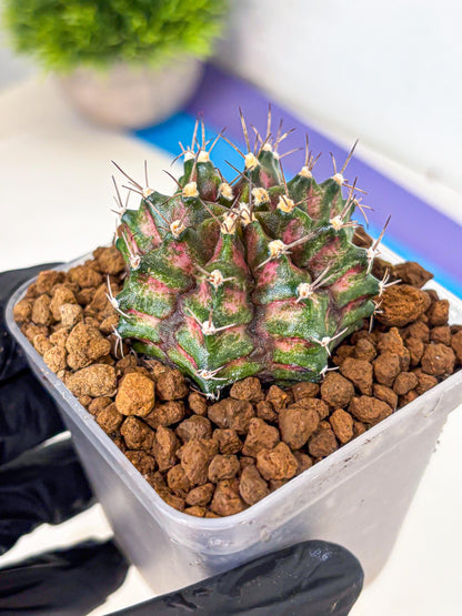 Gymnocalycium T-Rex (gy10) (gg) | Variegated Cactus