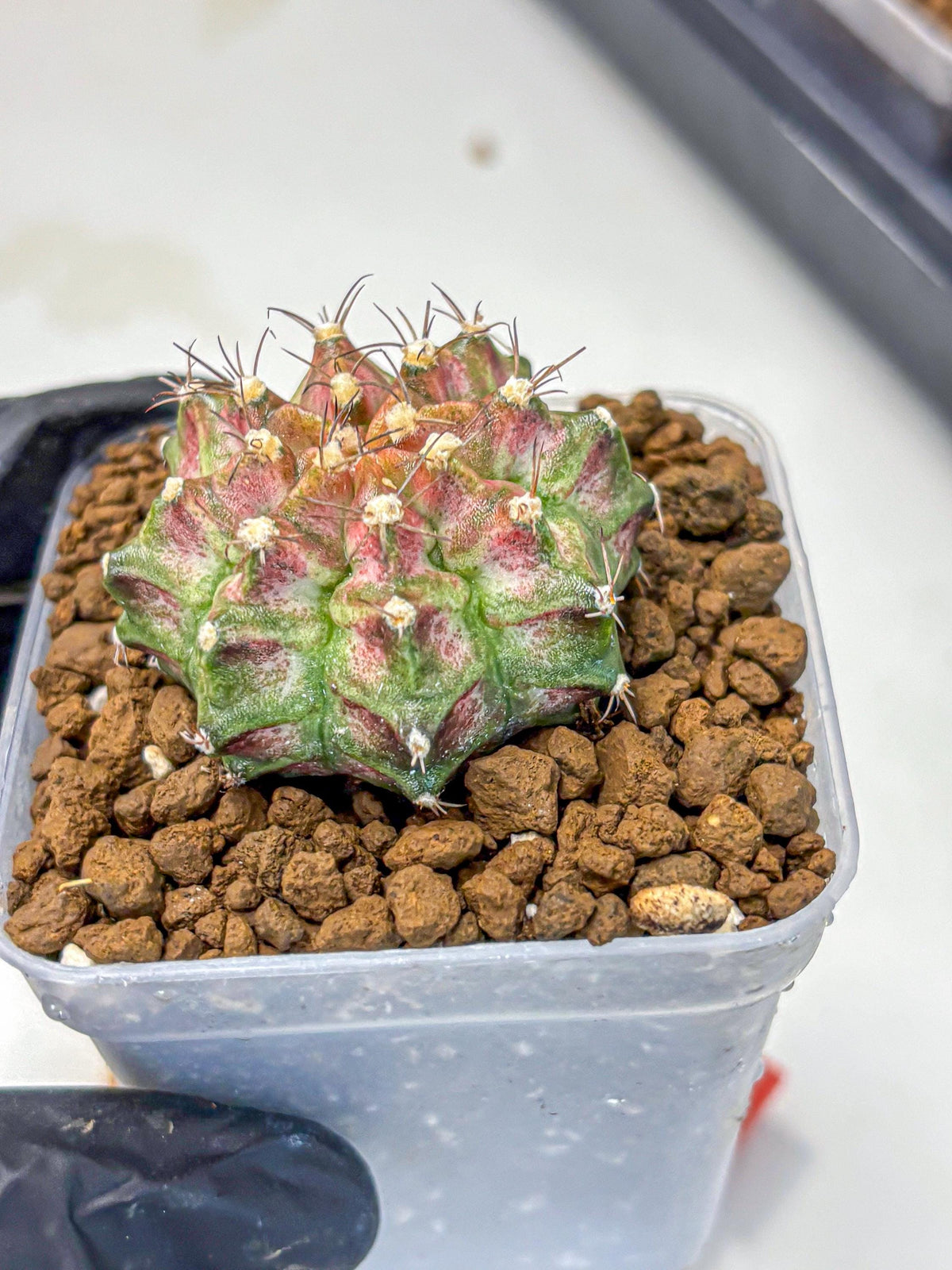 Gymnocalycium T-Rex (gy10) (rr) | Variegated Cactus