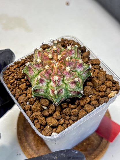 Gymnocalycium T-Rex (gy10) (rr) | Variegated Cactus
