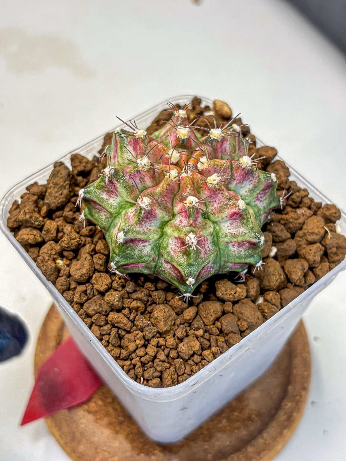 Gymnocalycium T-Rex (gy10) (rr) | Variegated Cactus