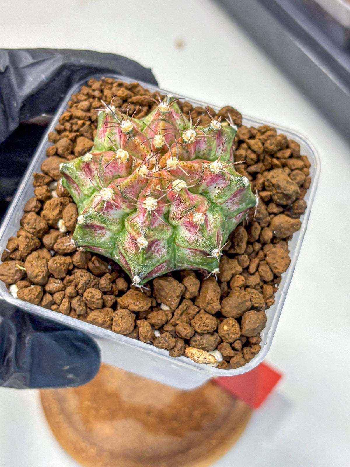 Gymnocalycium T-Rex (gy10) (rr) | Variegated Cactus
