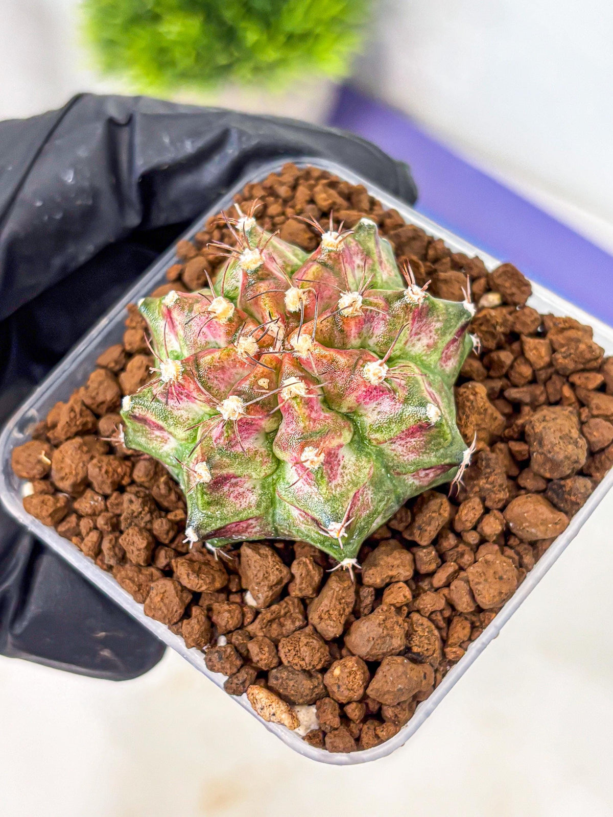 Gymnocalycium T-Rex (gy10) (rr) | Variegated Cactus