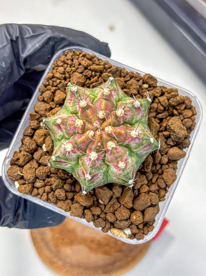 Gymnocalycium T-Rex (gy10) (rr) | Variegated Cactus