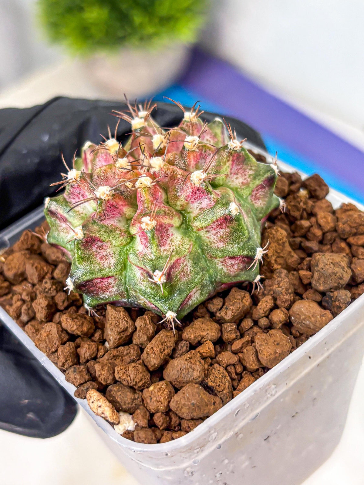 Gymnocalycium T-Rex (gy10) (rr) | Variegated Cactus