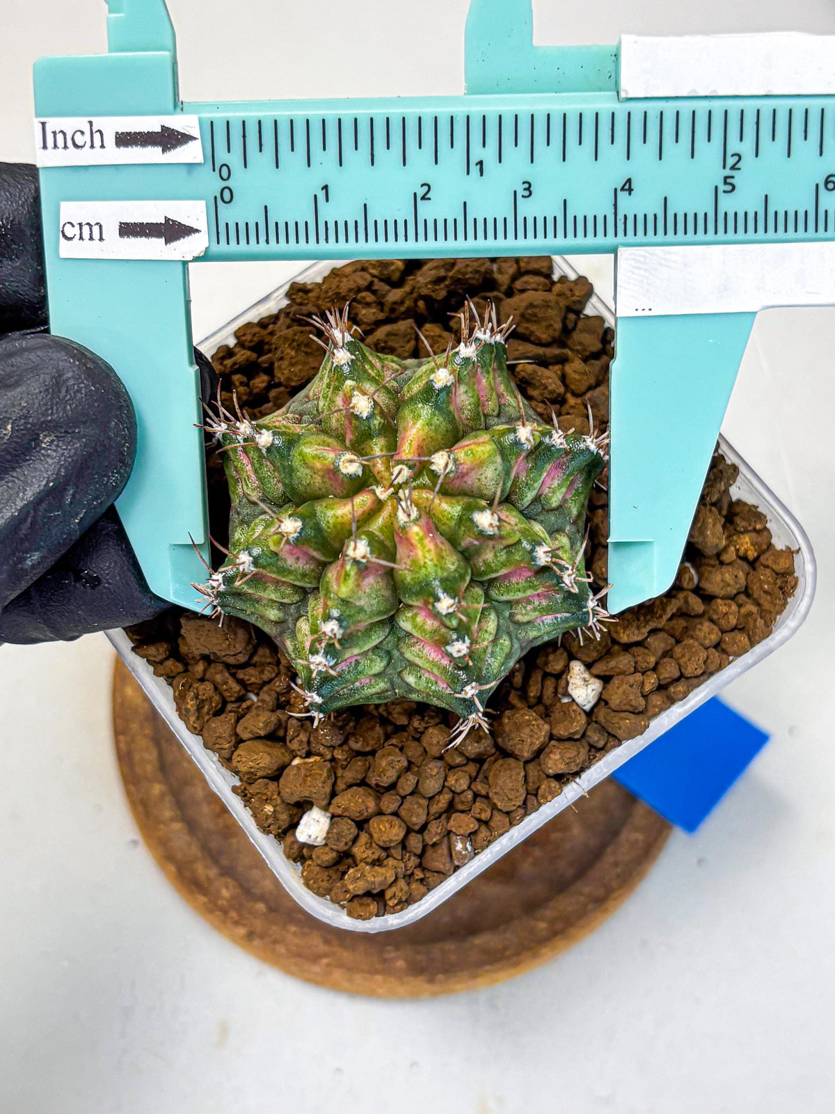 Gymnocalycium T-Rex (gy10) (bb) | Variegated Cactus