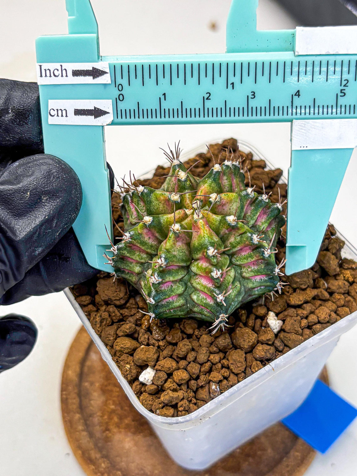 Gymnocalycium T-Rex (gy10) (bb) | Variegated Cactus