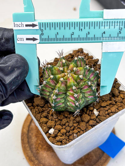 Gymnocalycium T-Rex (gy10) (bb) | Variegated Cactus
