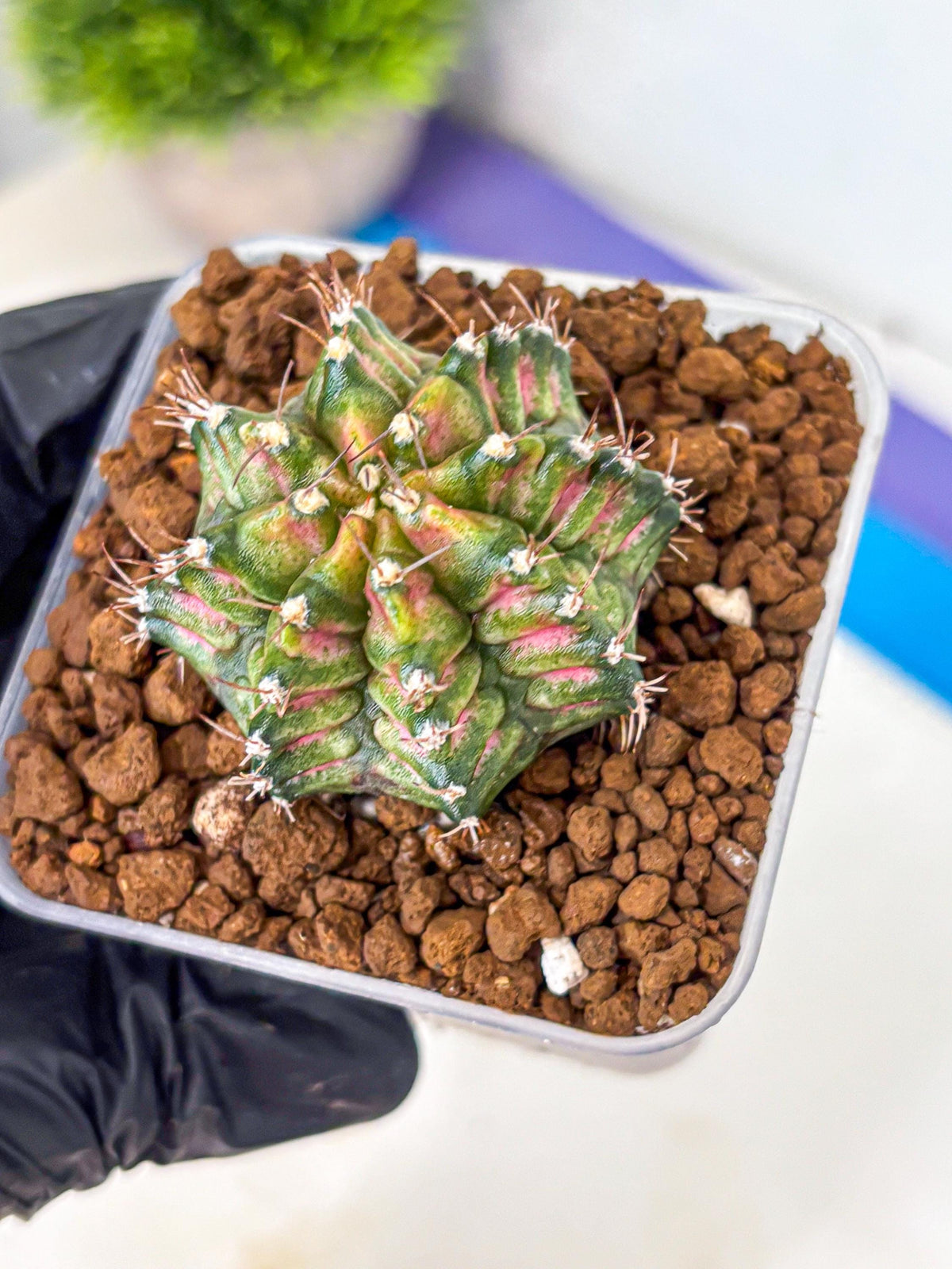Gymnocalycium T-Rex (gy10) (bb) | Variegated Cactus