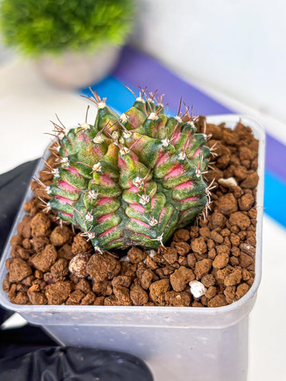 Gymnocalycium T-Rex (gy10) (bb) | Variegated Cactus