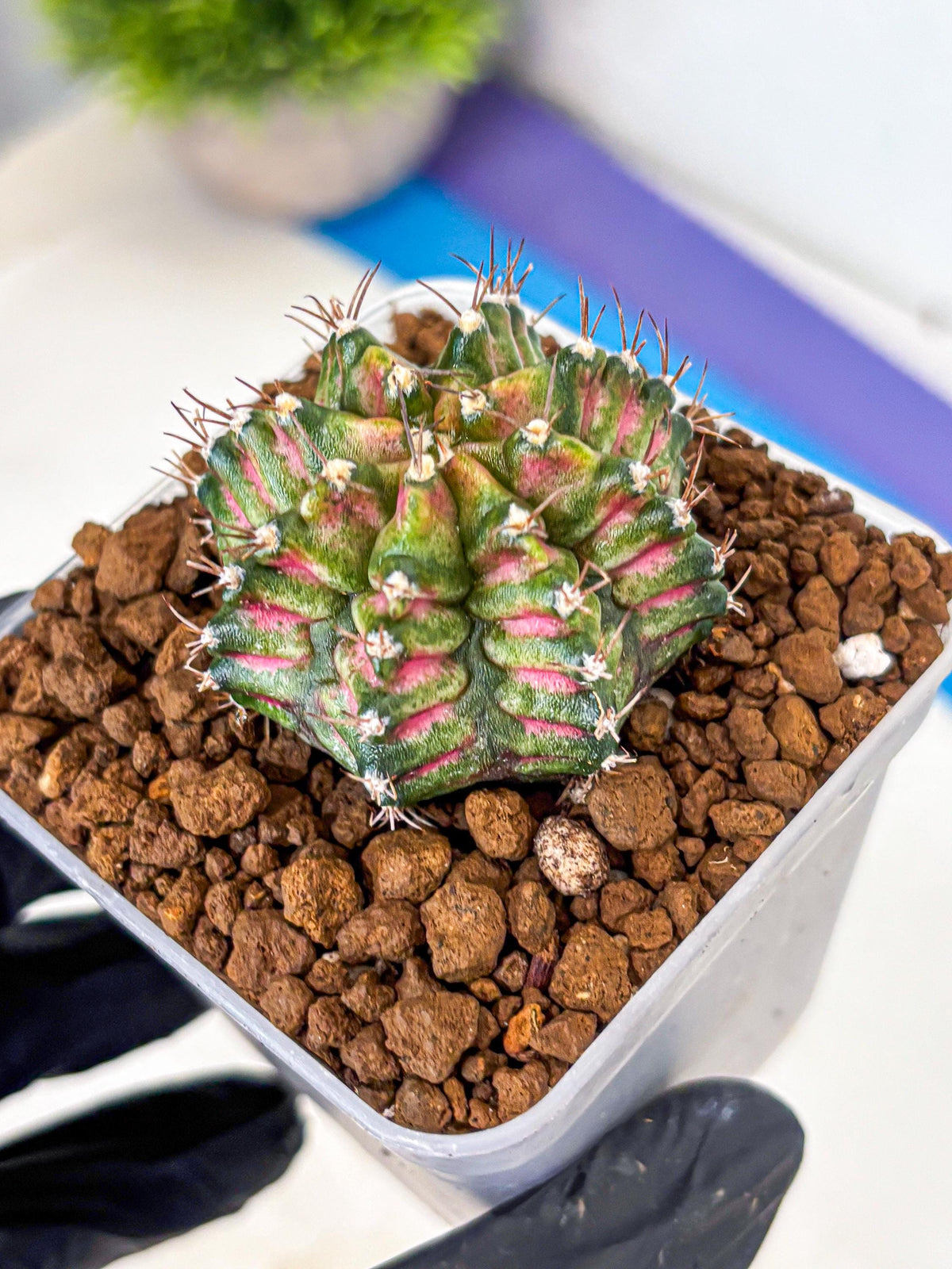 Gymnocalycium T-Rex (gy10) (bb) | Variegated Cactus