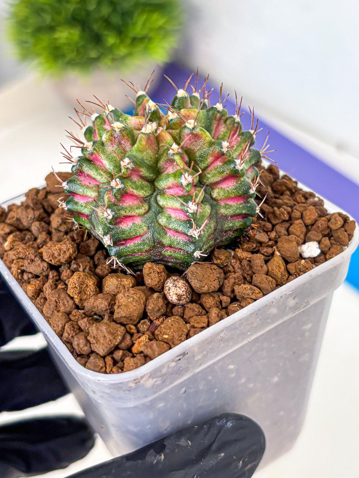Gymnocalycium T-Rex (gy10) (bb) | Variegated Cactus