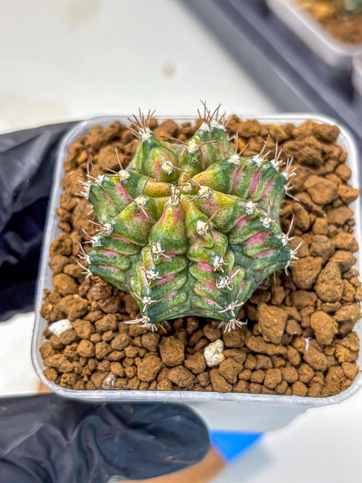 Gymnocalycium T-Rex (gy10) (bb) | Variegated Cactus