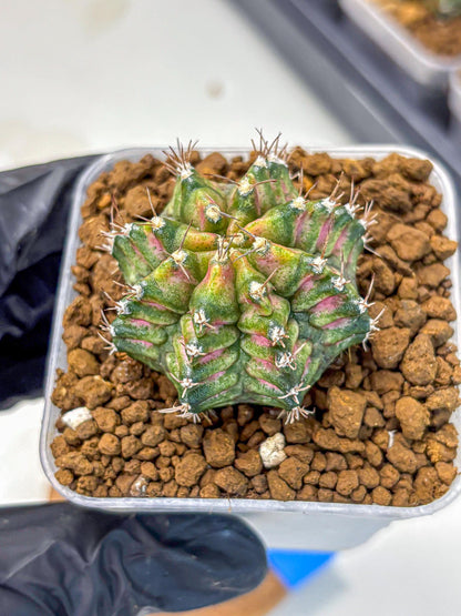 Gymnocalycium T-Rex (gy10) (bb) | Variegated Cactus