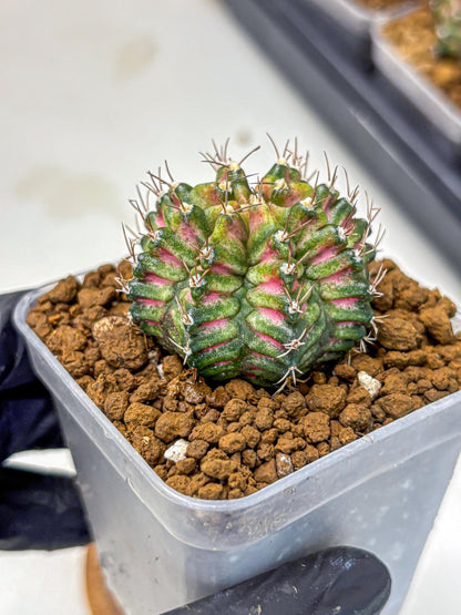 Gymnocalycium T-Rex (gy10) (bb) | Variegated Cactus