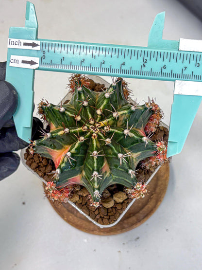 Gymnocalycium Earth Core (gy7) (5) | Collector’s Edition