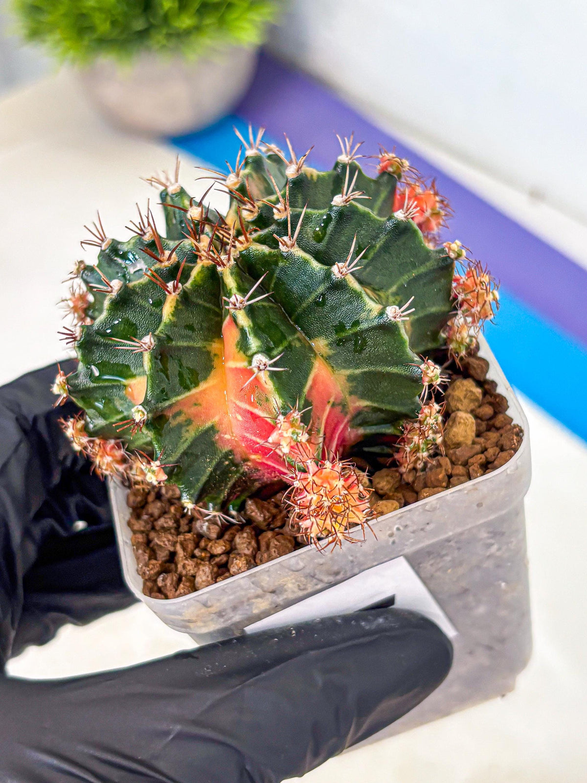 Gymnocalycium Earth Core (gy7) (5) | Collector’s Edition
