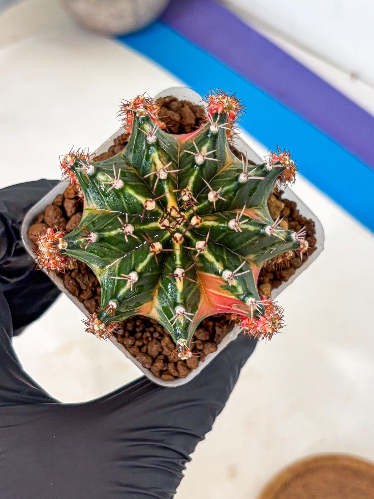 Gymnocalycium Earth Core (gy7) (5) | Collector’s Edition