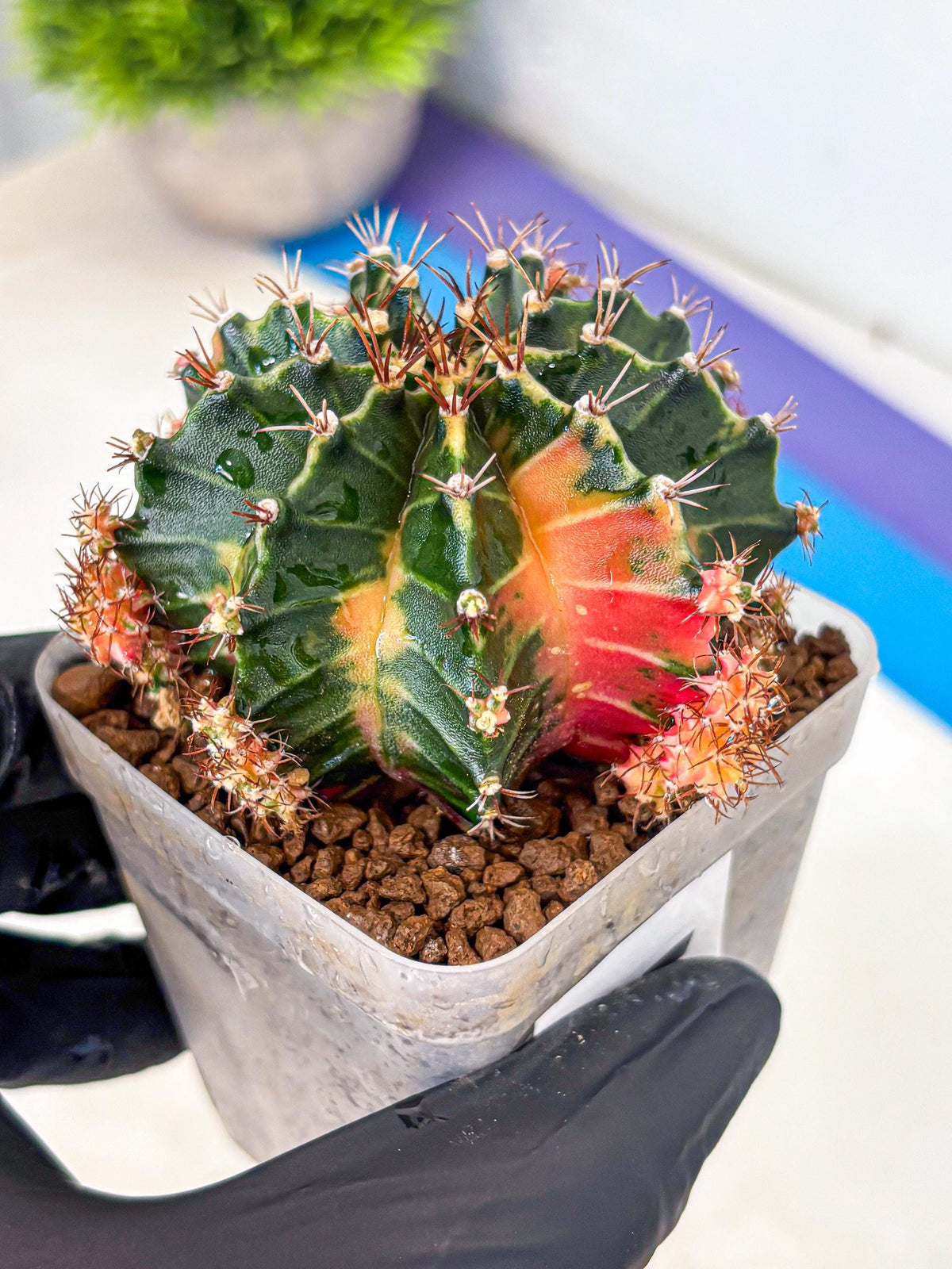 Gymnocalycium Earth Core (gy7) (5) | Collector’s Edition