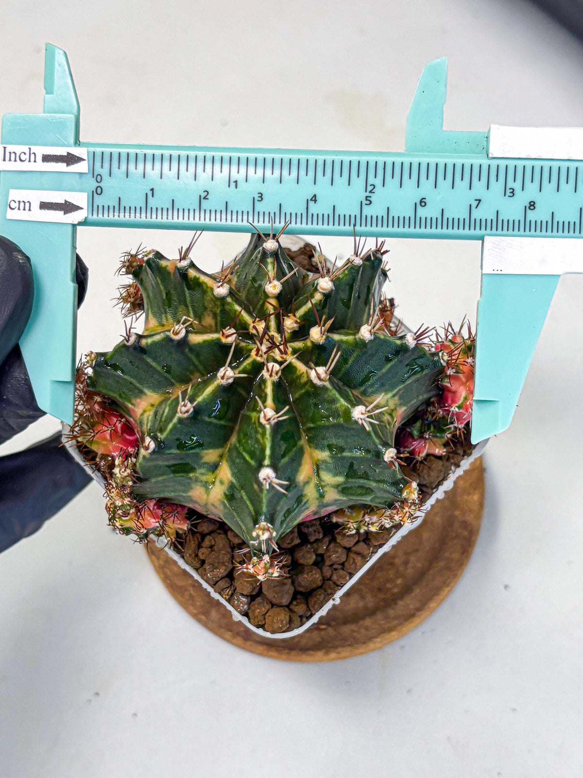 Gymnocalycium Earth Core (gy7) (5) | Collector’s Edition