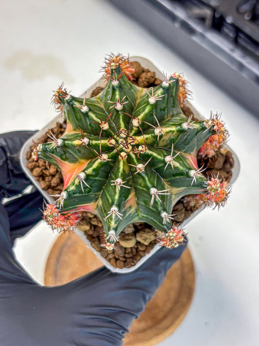 Gymnocalycium Earth Core (gy7) (5) | Collector’s Edition