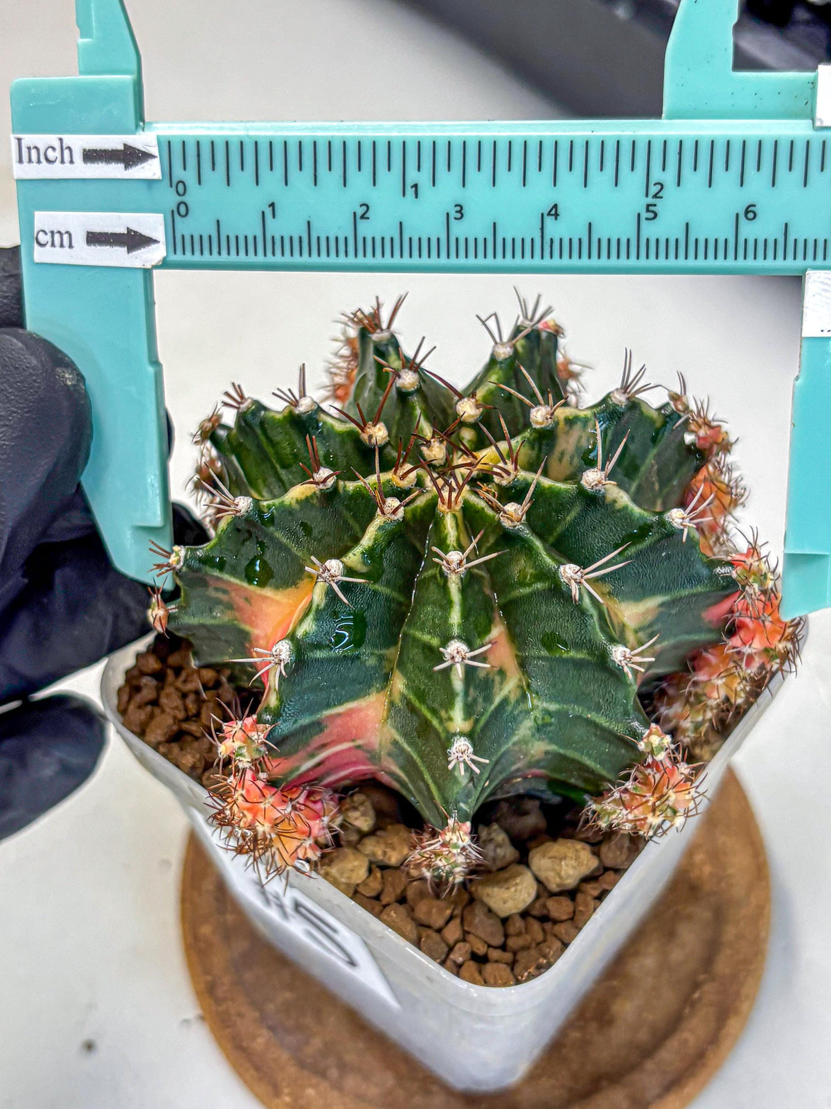 Gymnocalycium Earth Core (gy7) (5) | Collector’s Edition