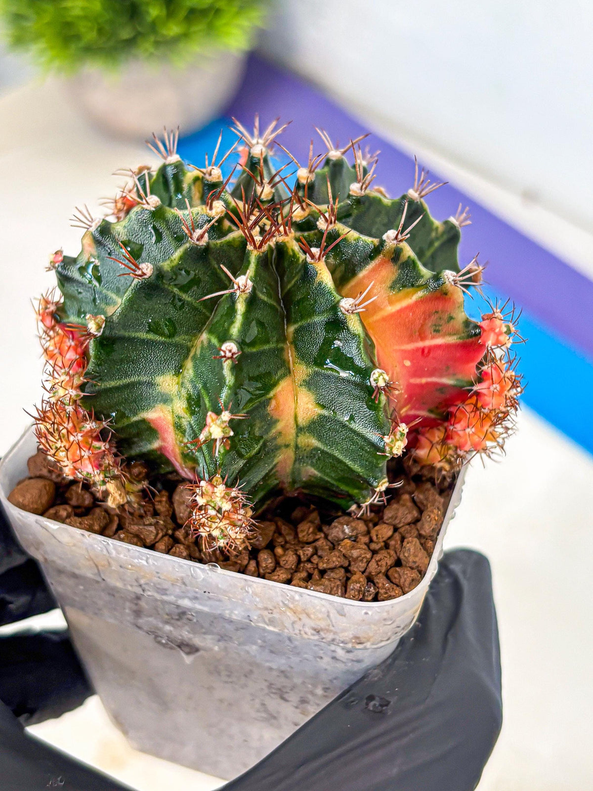 Gymnocalycium Earth Core (gy7) (5) | Collector’s Edition