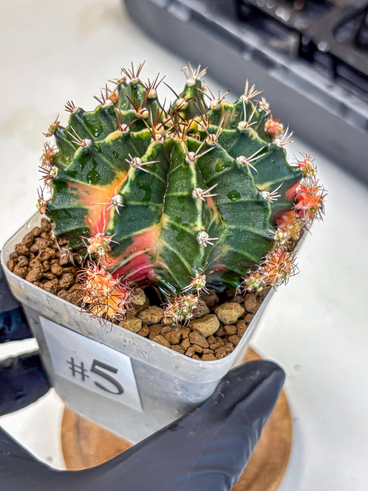 Gymnocalycium Earth Core (gy7) (5) | Collector’s Edition