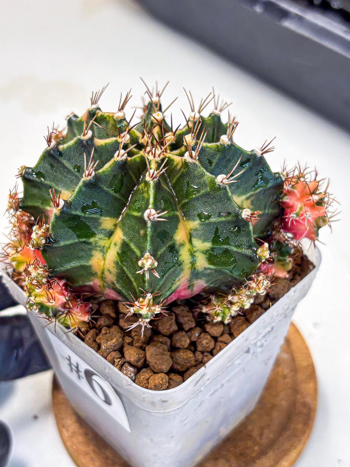 Gymnocalycium Earth Core (gy7) (6) | Collector’s Edition