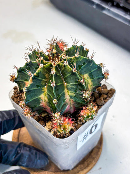Gymnocalycium Earth Core (gy7) (6) | Collector’s Edition