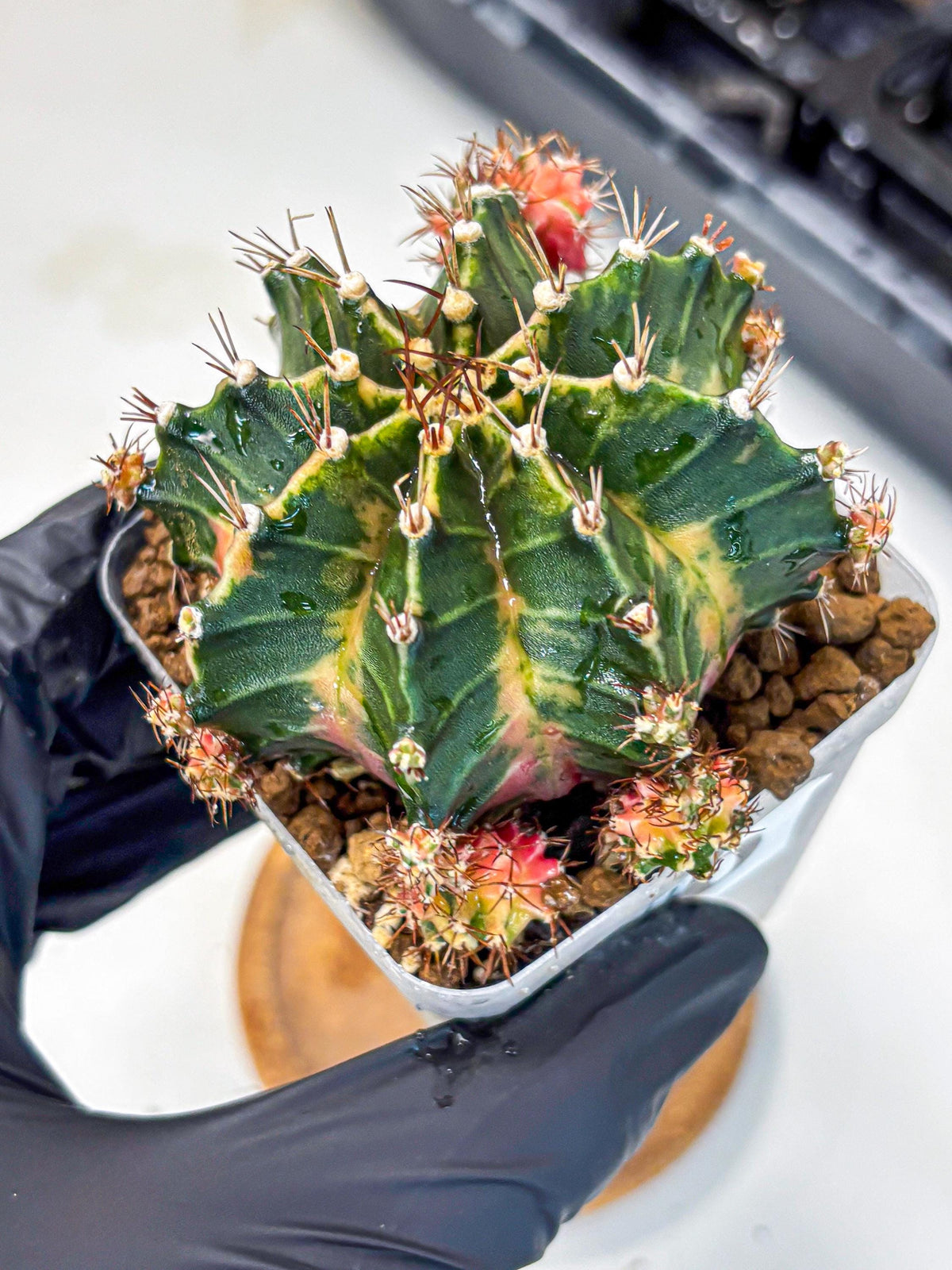 Gymnocalycium Earth Core (gy7) (6) | Collector’s Edition