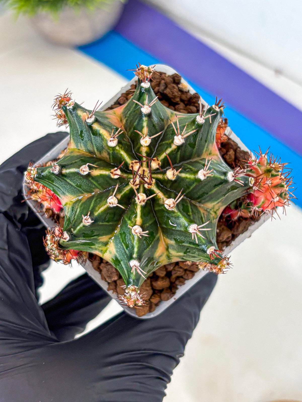 Gymnocalycium Earth Core (gy7) (6) | Collector’s Edition