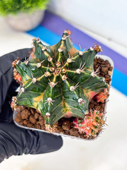 Gymnocalycium Earth Core (gy7) (6) | Collector’s Edition