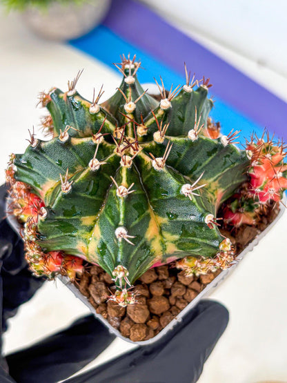 Gymnocalycium Earth Core (gy7) (6) | Collector’s Edition