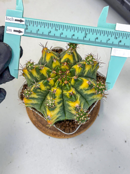 Gymnocalycium Yellow Star (gy7) (14) | Collector’s Edition