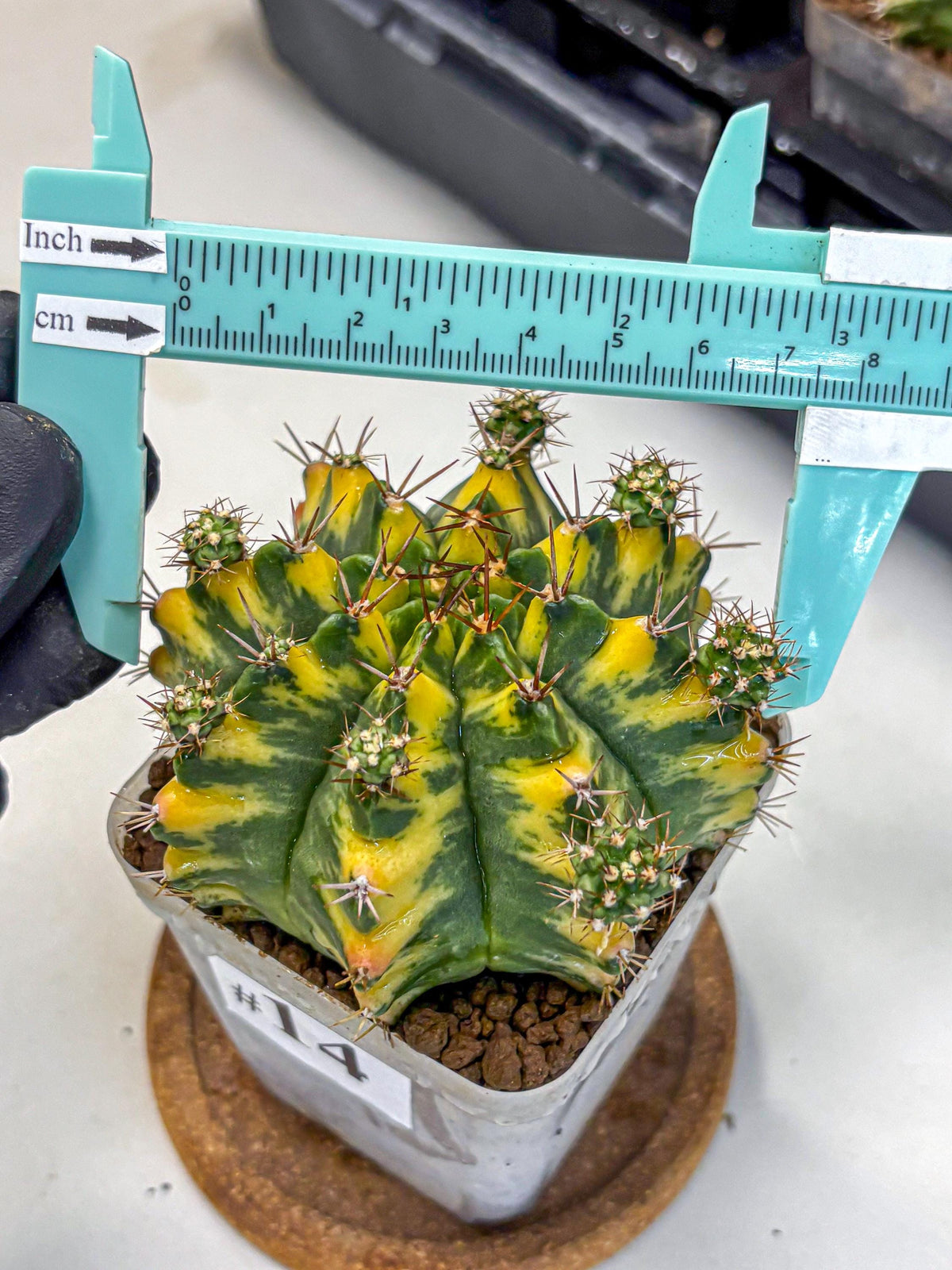 Gymnocalycium Yellow Star (gy7) (14) | Collector’s Edition