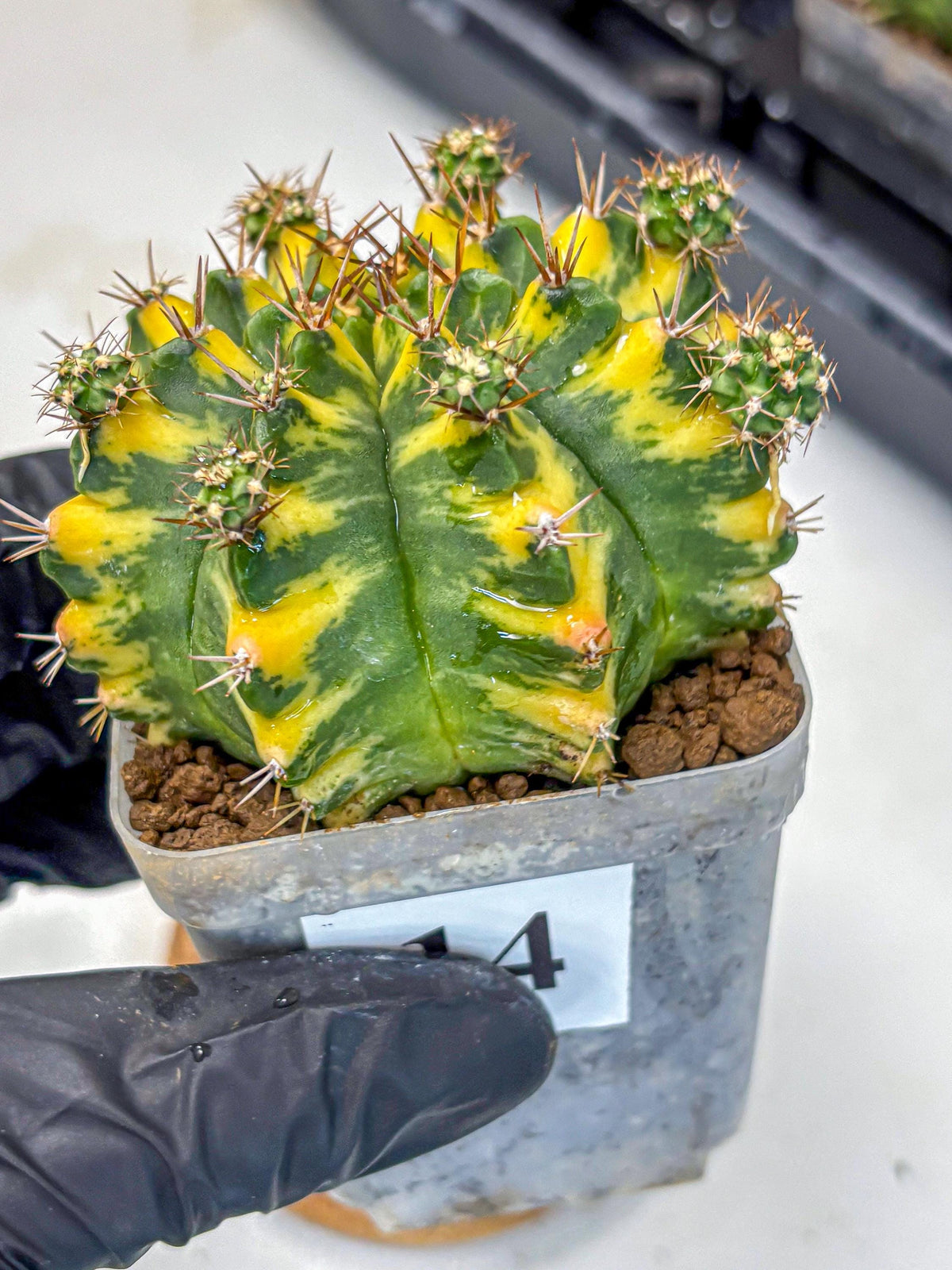 Gymnocalycium Yellow Star (gy7) (14) | Collector’s Edition