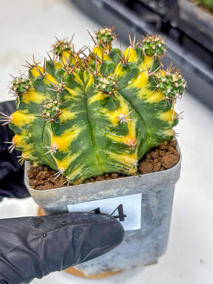 Gymnocalycium Yellow Star (gy7) (14) | Collector’s Edition