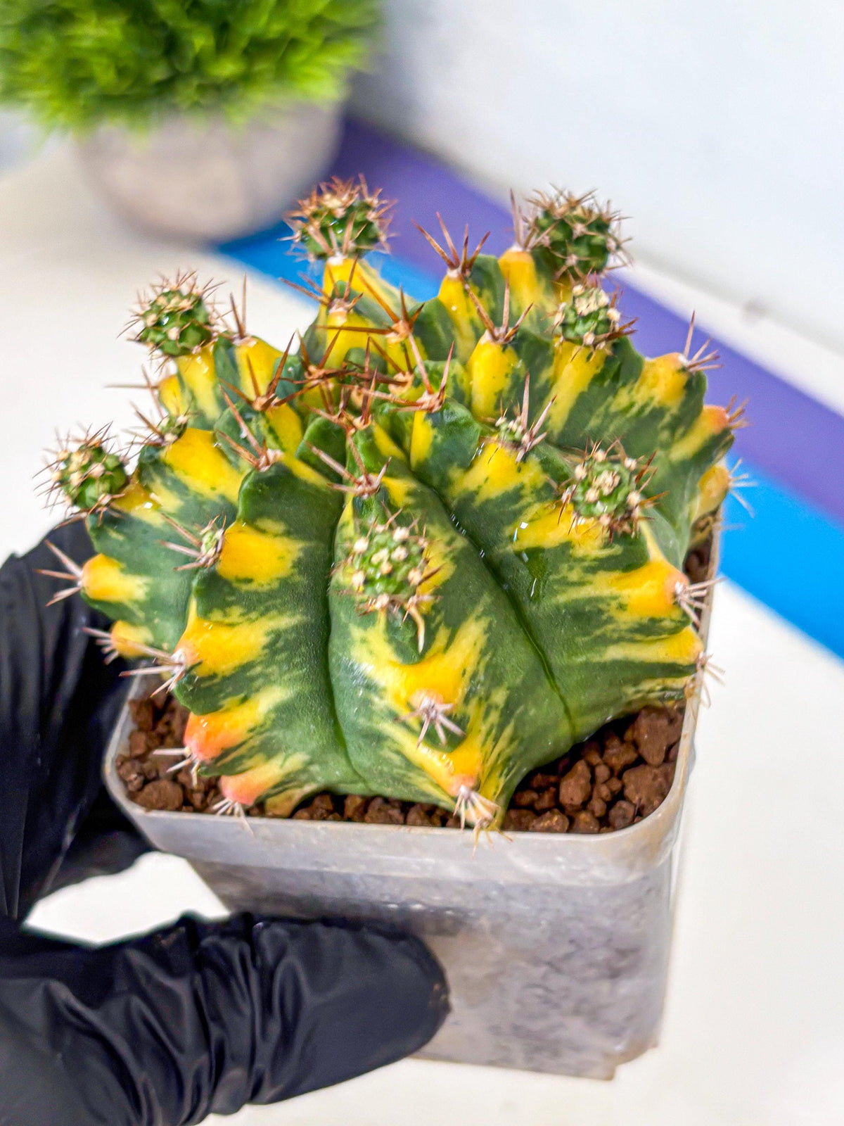 Gymnocalycium Yellow Star (gy7) (14) | Collector’s Edition