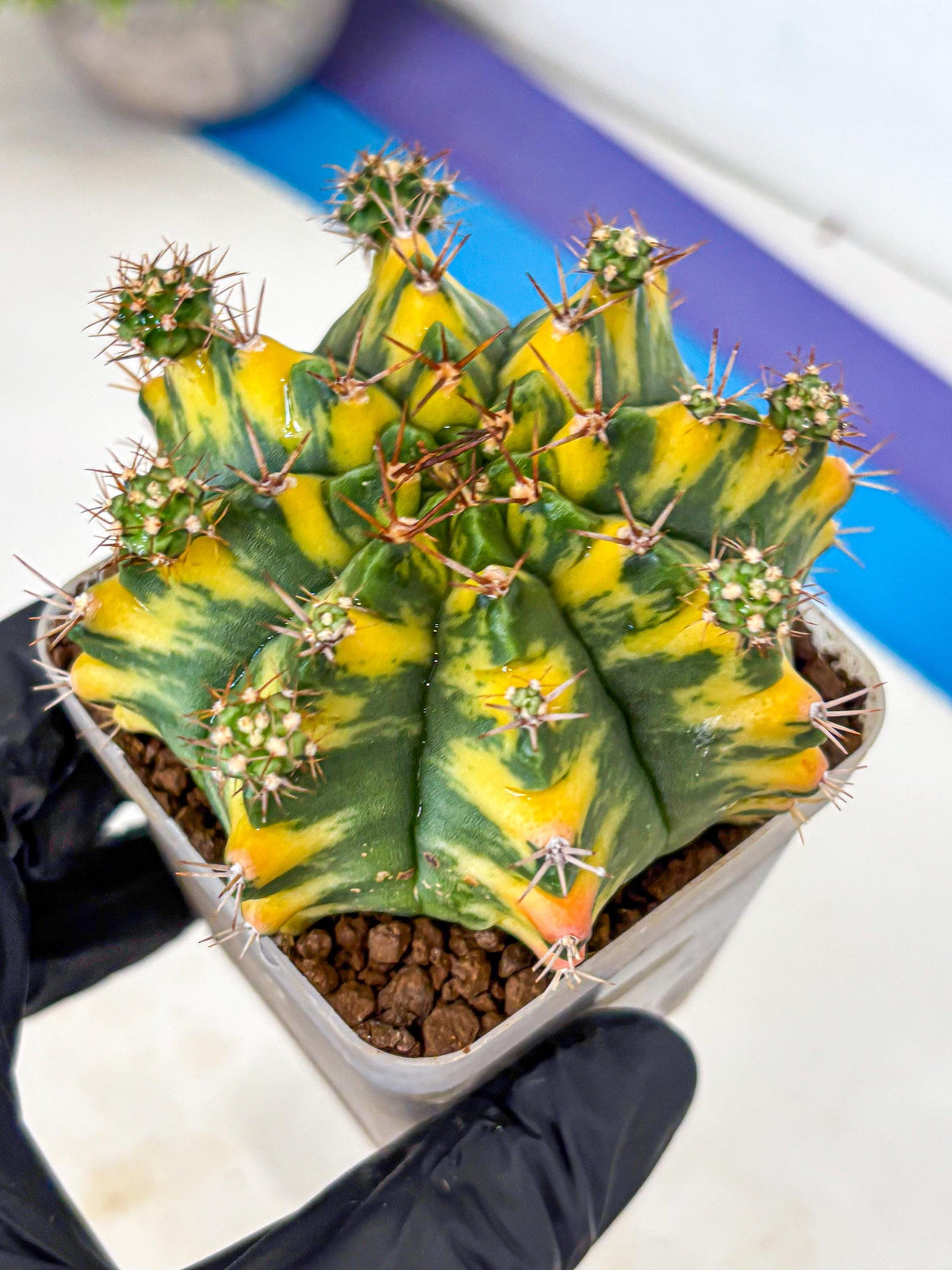 Gymnocalycium Yellow Star (gy7) (14) | Collector’s Edition